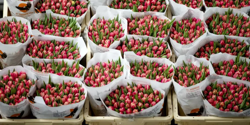 Dutch flowers still exported to Russia, although with difficulties