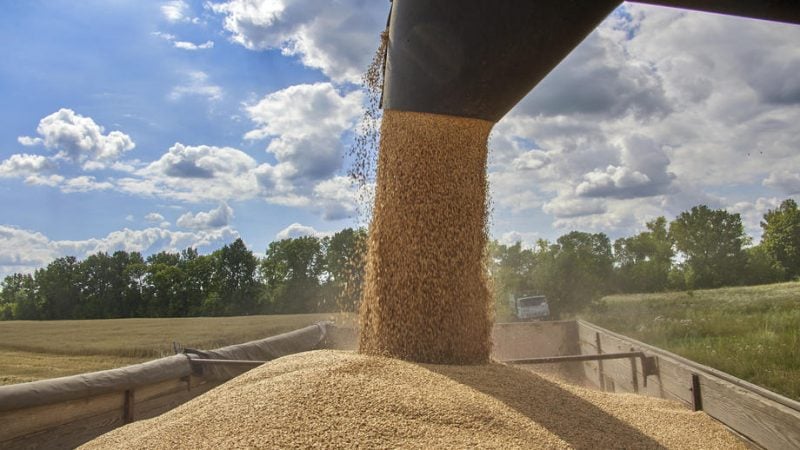 Russia steals 6 million tons of grain from Ukraine