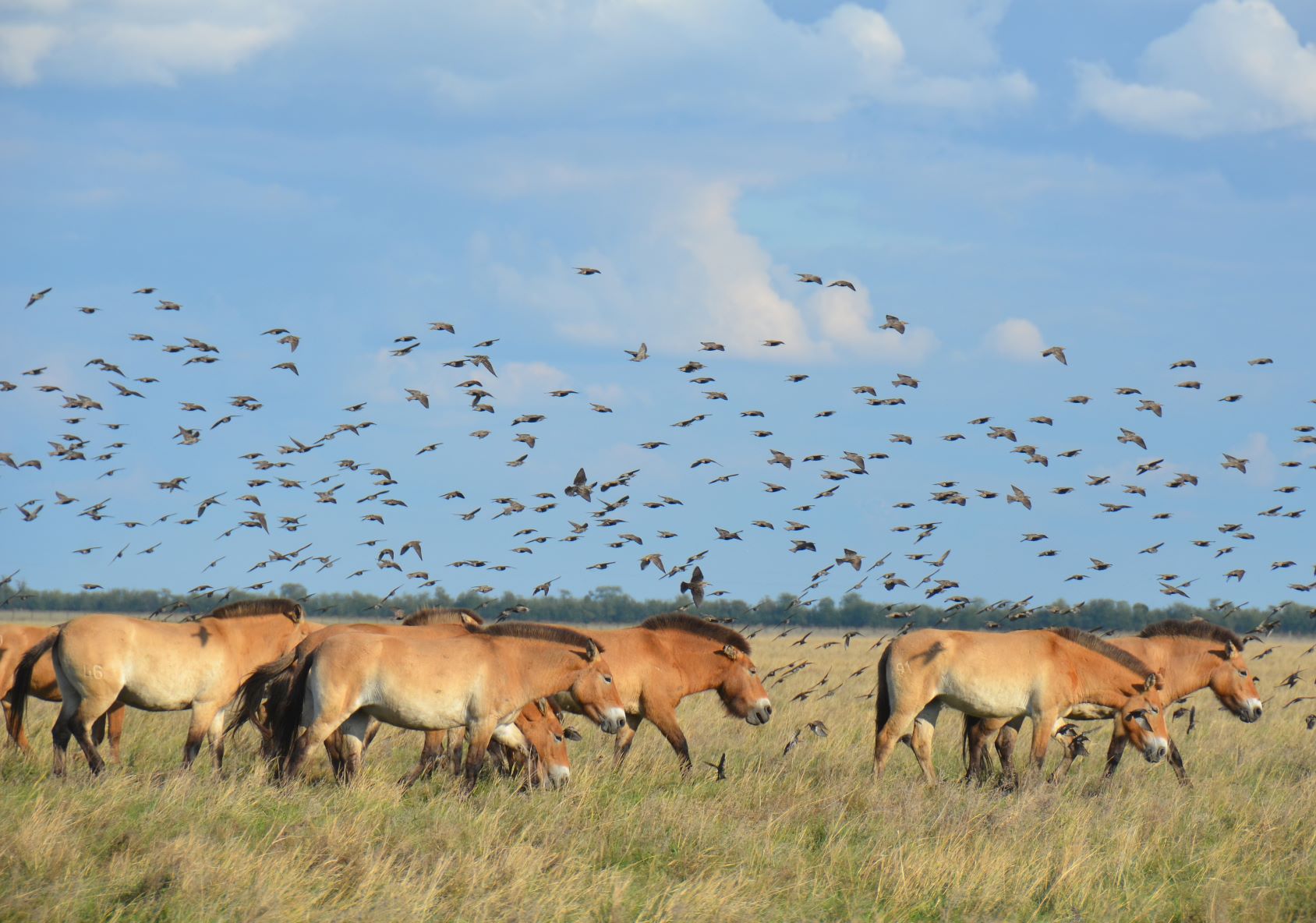 Russians prepare to steal animals from Europe’s largest steppe reserve