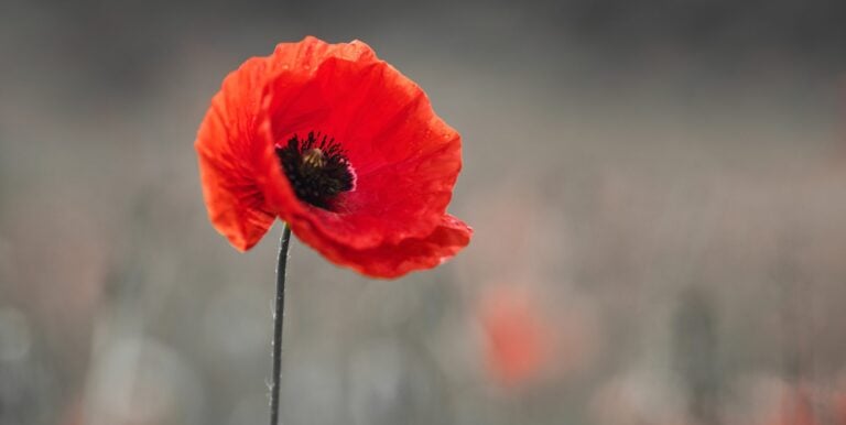 Global Ukrainian community, Australia, and New Zealand honor fallen heroes