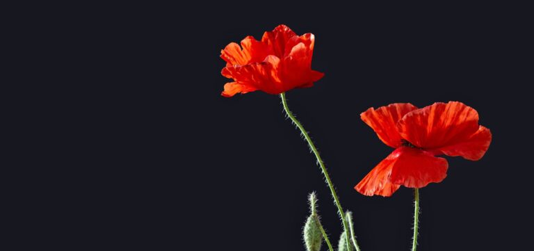 The New York Times: Lessons from World War II to avoid World War III