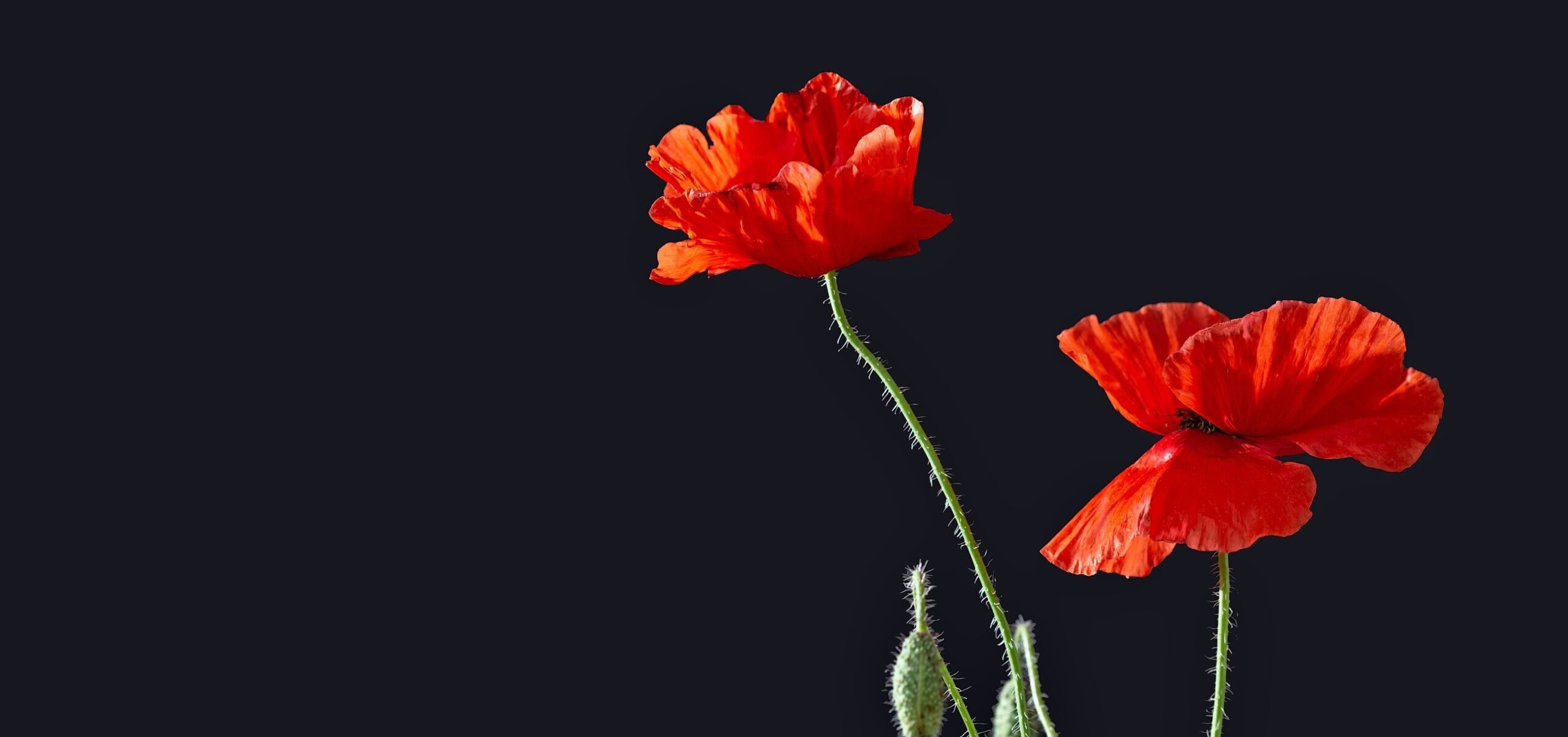 The New York Times: Lessons from World War II to avoid World War III