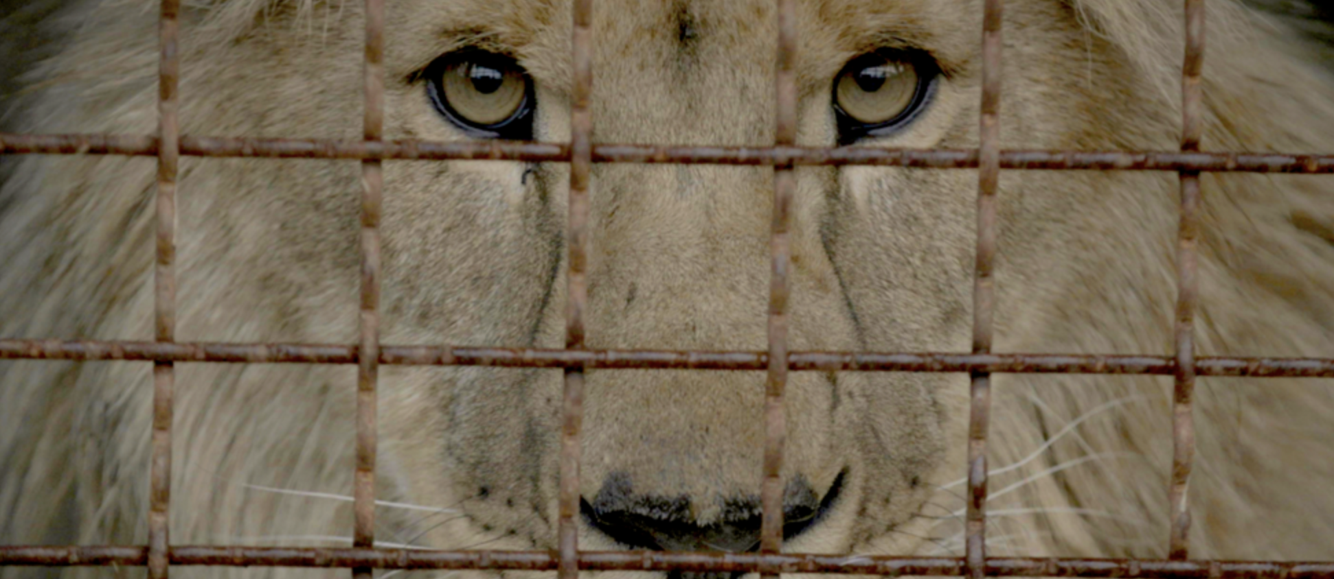 Фільм “Checkpoint Zoo” виходить у прокат: як організувати показ у своїй громаді