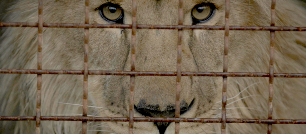 Documentary about zoo animal rescuers available online on Oct. 4