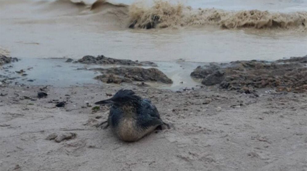 Russian attacks trigger massive oil spill in Black Sea, devastating wildlife